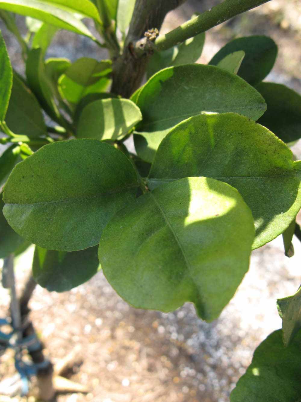            Shade leaves (Winter Haven, FL)   